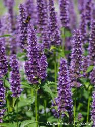 Лофант "Little Adde"