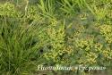 Молочай "Clarice Howard" (Euphorbia cyparissias)