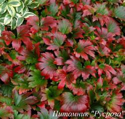 Мукдения "Karasuba"