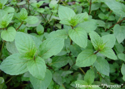 Мята "Berries and Cream"