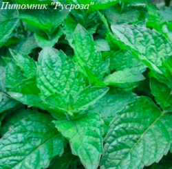 Мята "Grapefruit Mint"