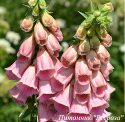 Наперстянка "Summer King"