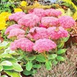 Очиток "Carmen"