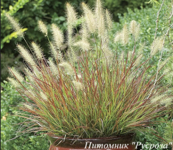 Пеннисетум "Burgundy Bunny'"