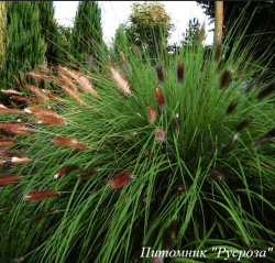 Пеннисетум лисохвостный "Japonicum"