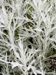 Полынь Людовика "Silver Queen"