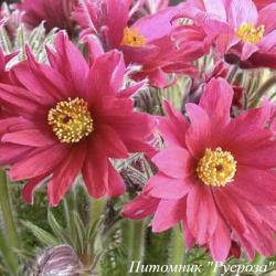 Прострел обыкновенный "Papageno"