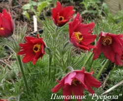 Прострел обыкновенный "Rode Klokke"