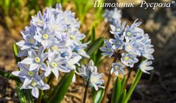 Пушкиния "Libanotica"