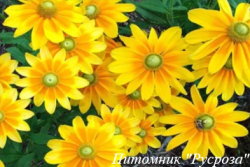 Рудбекия "Prairie Sun"