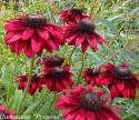 Рудбекия "Cherry Brandy"