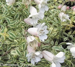 Смолёвка "Druett's variegated"