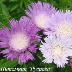 Стокезия гладкая "Colorwheel"