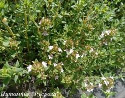 Тимьян "Fleur Provencale"