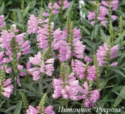 Физостегия "Red Beauty"
