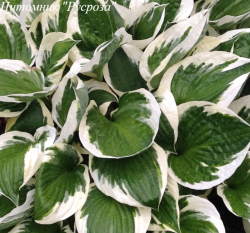 Хоста "Last Minute" (Hosta)