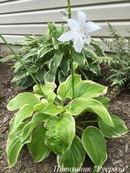 Хоста "Frozen Margarita" (Hosta)