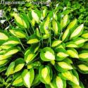 Хоста "Gypsy Rose" (Hosta)