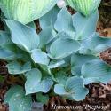Хоста "Blue Wedgwood" (Hosta)