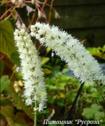 Цимицифуга "Silver Dance"