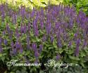 Шалфей дубравный "Sensation Violet" (Salvia nemorosa)