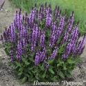 Шалфей дубравный "Violetkoenigin"