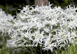 Эдельвейс "Blossom of Snow" (Leontopodium alpinum)