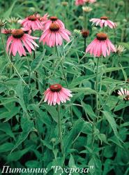 Эхинацея "Leuchtstern"