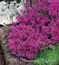 Тимьян ранний "Red Carpet" (Thymus praecox)