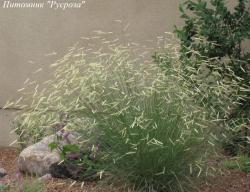 Бутелуа изящная "Bad River"