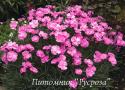 Гвоздика перистая "Dinetta Pink" (Dianthus plumarius)