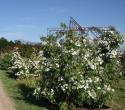 PAUL'S HIMALAYAN MUSK RAMBLER (Полс Хималэйен Маск)