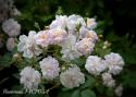 PAUL'S HIMALAYAN MUSK RAMBLER (Полс Хималэйен Маск)