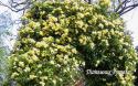 ROSA BANKSIA LUTEA (Роза Бэнксия Лютеа)