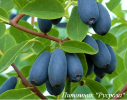 Жимолость "Блю Вельвет"