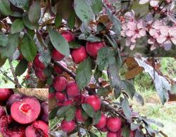 Алыча "Голливуд"