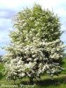 Боярышник морденский “Тоба” (Crataegus х mordenensis “Toba”)
