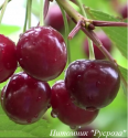 Вишня "Барон Йошикай"
