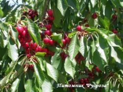 Дюк "Игрушка"