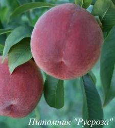 Персик "Эрли Ред"