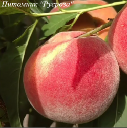 Персик "Ирис Голд"