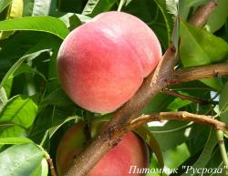 Персик "Вайт Леди"