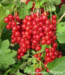 Смородина красная "Лучезарная"