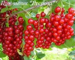 Смородина красная "Уральская красавица"