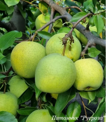 Груша "Темболи катайская"