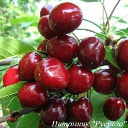 Черешня "Стаккато"