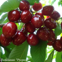 Черешня "Велка"