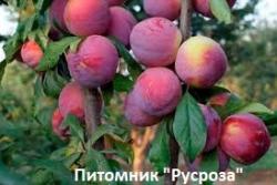 Гибрид сливы и персика "83-10F"