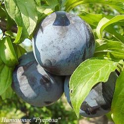 Слива "Блэк Амбер"