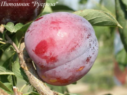 Слива "Гайя"